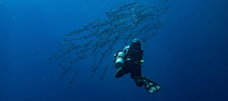 barracuda, fishes, diving, sea, underwater, nature, marine, exploration, dive